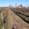 Añadir a Rueda 4 Ávila y Bodega de Rueda desde Madrid