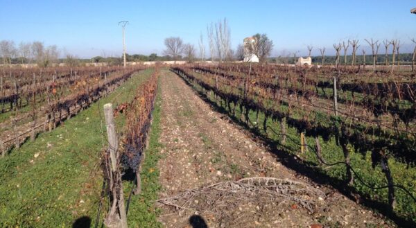 Añadir a Rueda 4 Ávila y Bodega de Rueda desde Madrid