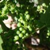 Ribera del Duero Private Wine Tour