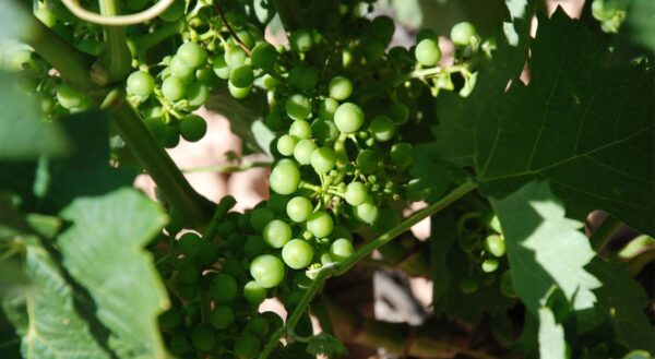 Ribera del Duero Private Wine Tour