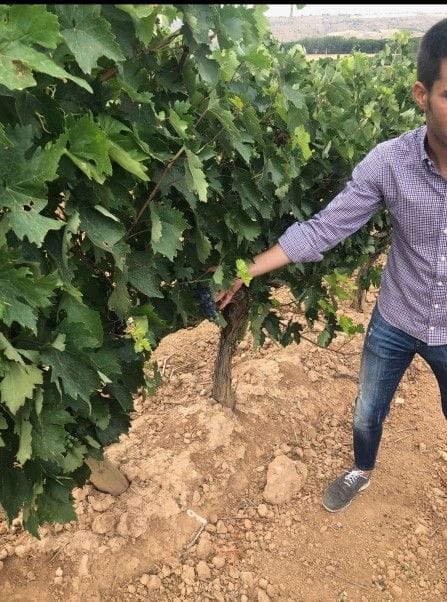 Madrid Wine Experience