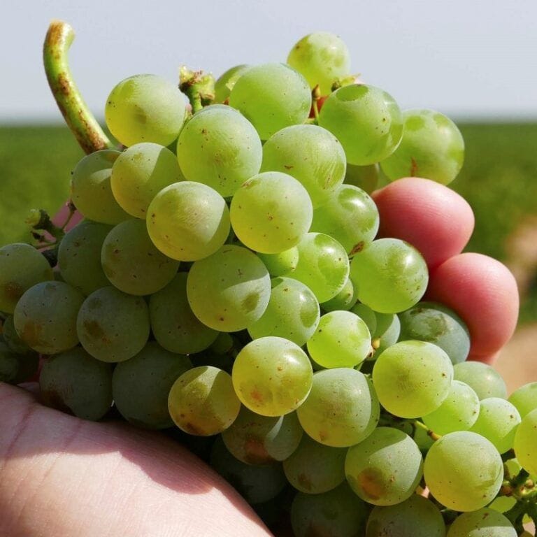 Uva Verdejo