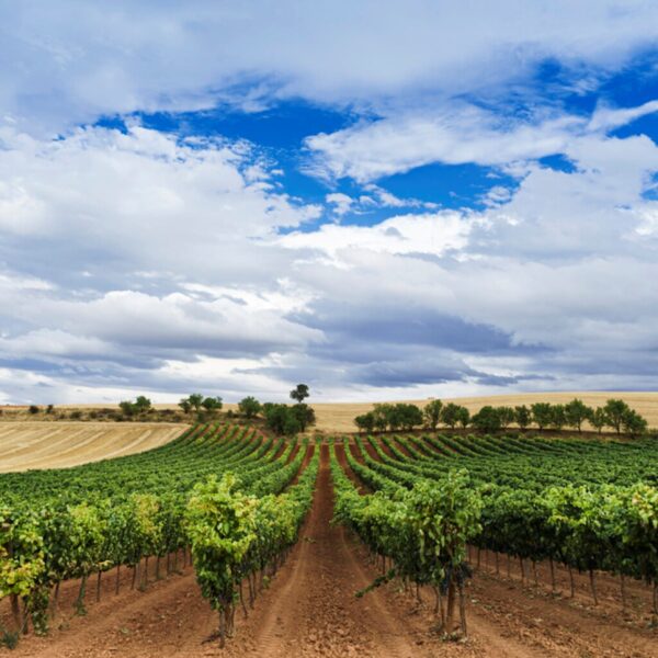 Viñedo Rioja